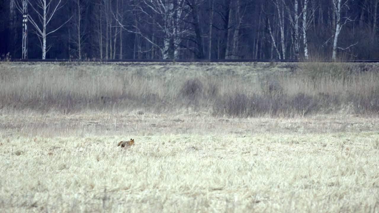 red fox standing alert in a field of dry grass, with a line of trees in the background dry, golden grass full, green leaves