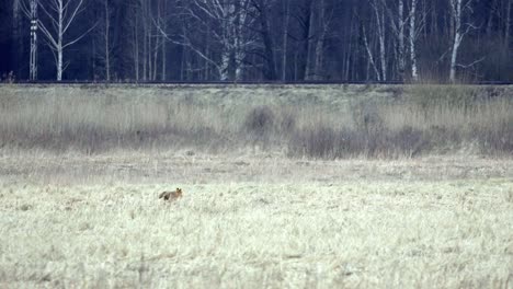 Rotfuchs-Steht-Wachsam-Auf-Einem-Feld-Aus-Trockenem-Gras,-Im-Hintergrund-Eine-Reihe-Von-Bäumen-Mit-Trockenem,-Goldenem-Gras-Und-Vollen,-Grünen-Blättern