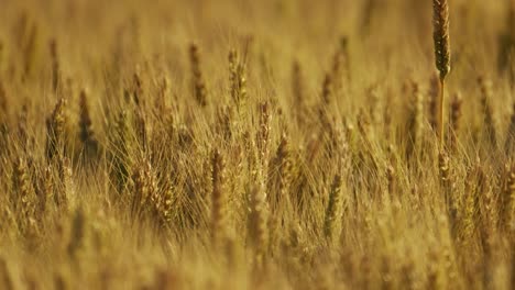 campo de trigo dorado en el día de verano