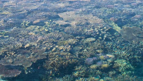 Beautiful-view-of-healthy,-colorful-coral-reef-in-tropical-crystal-clear-ocean-water-at-sunset-in-Raja-Ampat,-West-Papua,-Indonesia