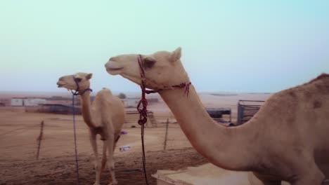 toma de seguimiento de steadicam de un camello durante una puesta de sol épica, orbitando alrededor de un camello parado en el desierto de los emiratos árabes unidos, junto con abu dhabi