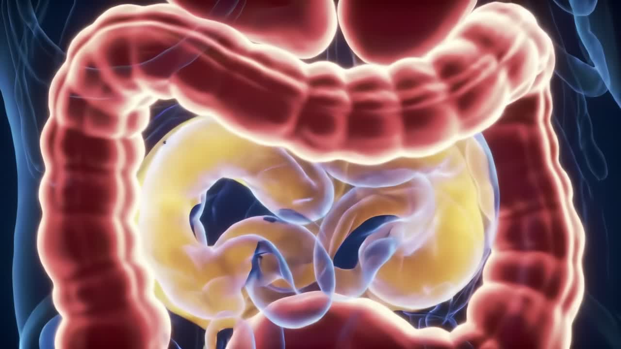 Detailed 3D Visualization of the Human Digestive System, Highlighting the Complex Structure of the Intestines and Their Function in Digestion and Nutrient Absorption