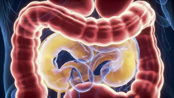 Detailed 3D Visualization of the Human Digestive System, Highlighting the Complex Structure of the Intestines and Their Function in Digestion and Nutrient Absorption