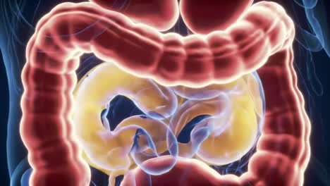 detailed 3d visualization of the human digestive system, highlighting the complex structure of the intestines and their function in digestion and nutrient absorption