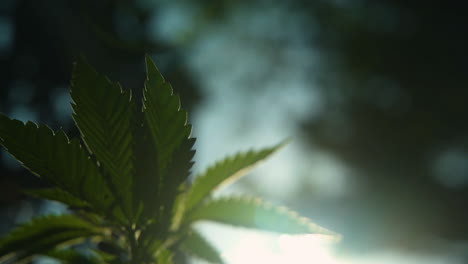 close up of a pot leaf with sun setting in the background