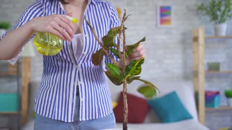 una mujer joven cuida una planta, las hojas caen de ella de cerca.