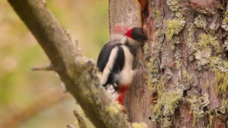 great spotted woodpecker bird on a tree looking for food. great spotted woodpecker (dendrocopos major) is a medium-sized woodpecker with pied black and white plumage and a red patch on the lower belly