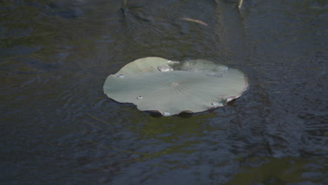 Ein-Einzelnes-Seerosenblatt-Schwimmt-In-Einem-Plätschernden-Wasserbecken,-Das-In-Der-Sonne-Liegt