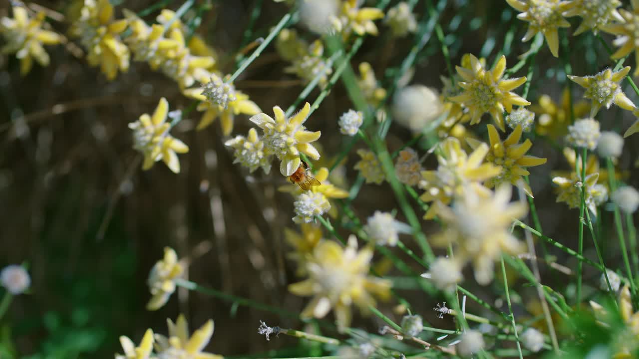 노란색 꽃 지중해 겨울에 꿀벌