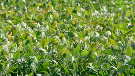 A-field-of-green-soybeans-blowing-in-the-soft-summer-breeze