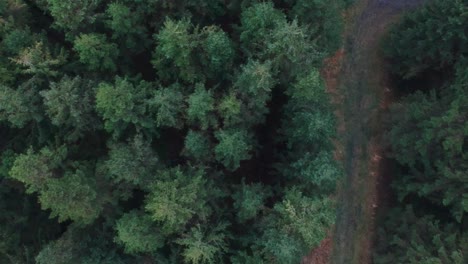 vista de arriba hacia abajo del bosque de pinos en un día ventoso en bélgica, pantanos altos