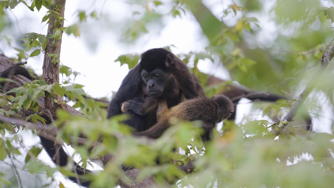 A mom howler monkey and her baby in a tree top.