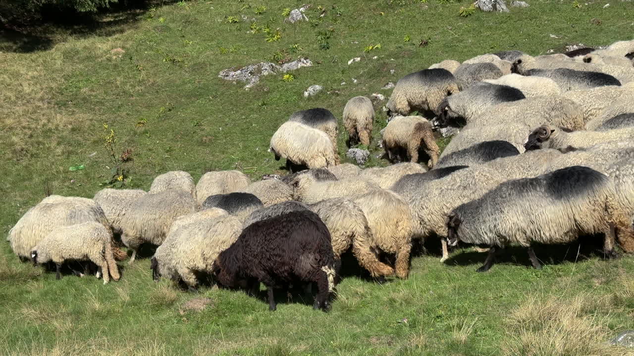 Large flock of sheep packed closely together while grazing in sunny mountain pasture