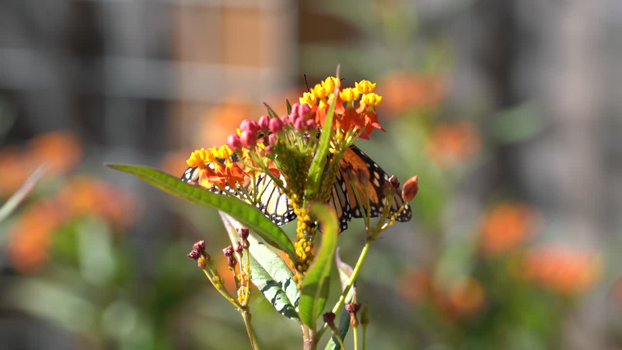 mariposa monarca en la planta de algodón