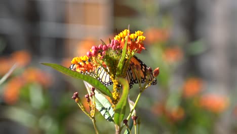 Mariposa-Monarca-En-La-Planta-De-Algodoncillo