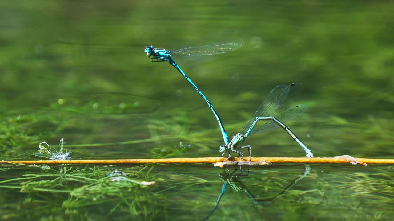 libélula azul damselfly poniendo huevos durante la reproducción de acoplamiento, primer plano con reflejo en el estanque de la superficie del agua con planta de vegetación verde, entorno natural de vida silvestre disparar