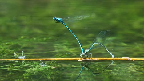 Blue-Damselfly-dragonfly-Laying-Eggs-during-coupling-reproduction,-close-up-with-reflection-on-water-surface-pond-with-green-vegetation-plant,-wild-life-natural-environment-shoot