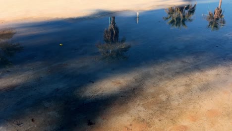 A-small-water-pond-on-a-concrete-surface-reflects-sunlight-and-surrounding-trees-as-a-passerby-walks-by-randomly