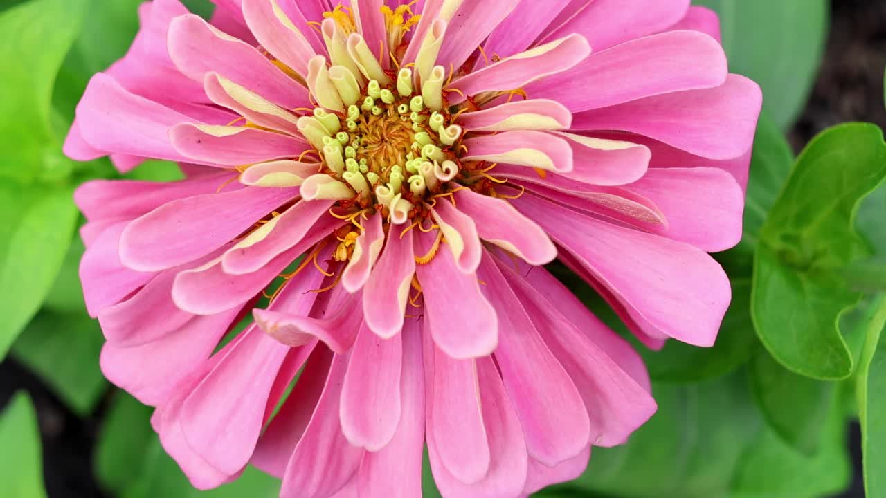 Watch the vibrant pink zinnia flower bloom in a detailed timelapse, highlighting its petals and green leaves.