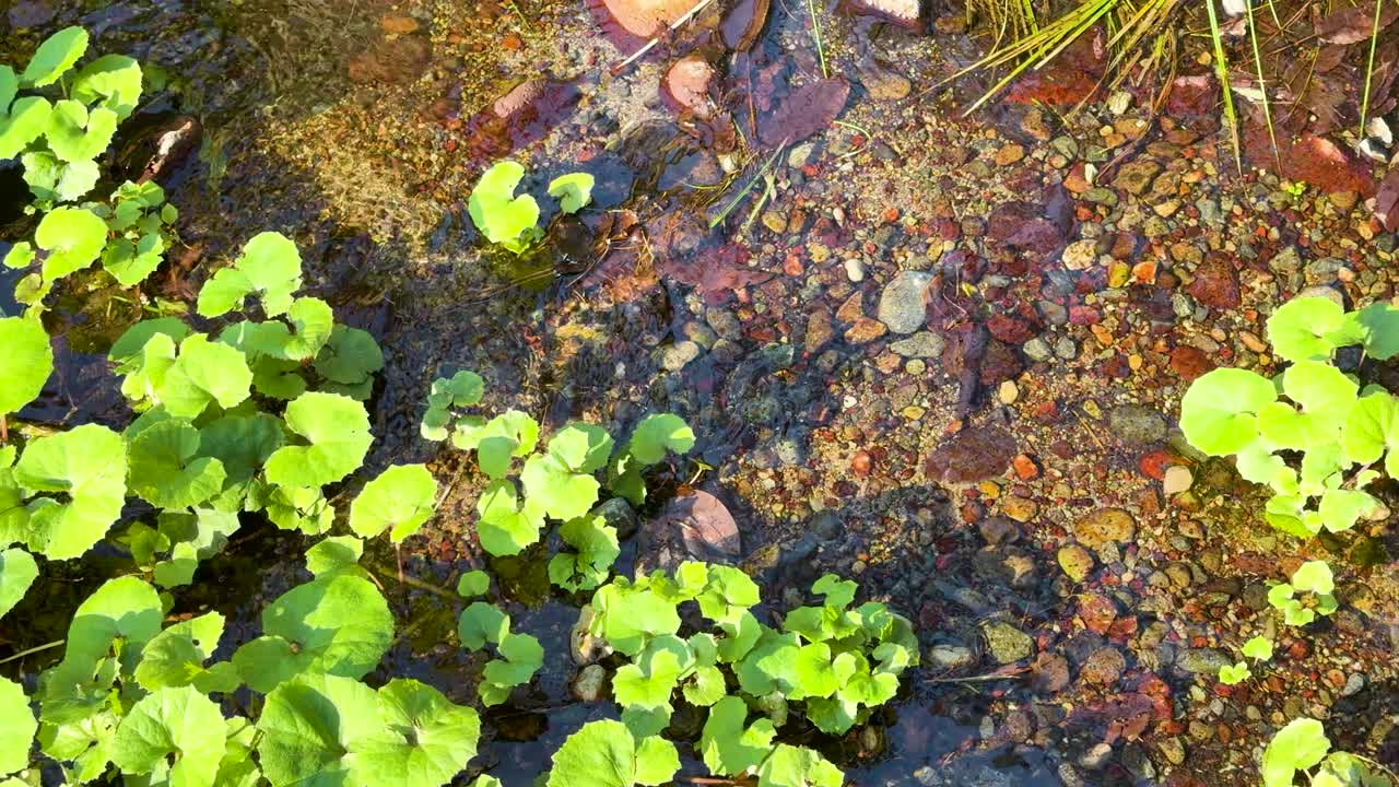 Piante di wasabi selvatico crescono in un ruscello limpido e poco profondo su ciottoli sotto la brillante luce naturale del sole.
