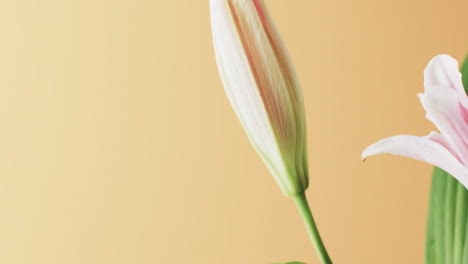video of pink lily flowers and leaves with copy space on yellow background