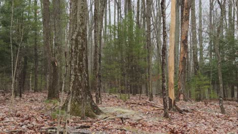 The-beginning-of-a-big-nor'easter-snow-storm-deep-in-a-pine-forest