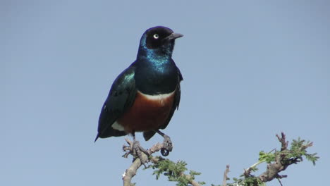 superb starling clings to a bare twig on top of a bush