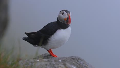 atlantic puffin (fratercula arctica), on the rock on the island of runde (norway).
