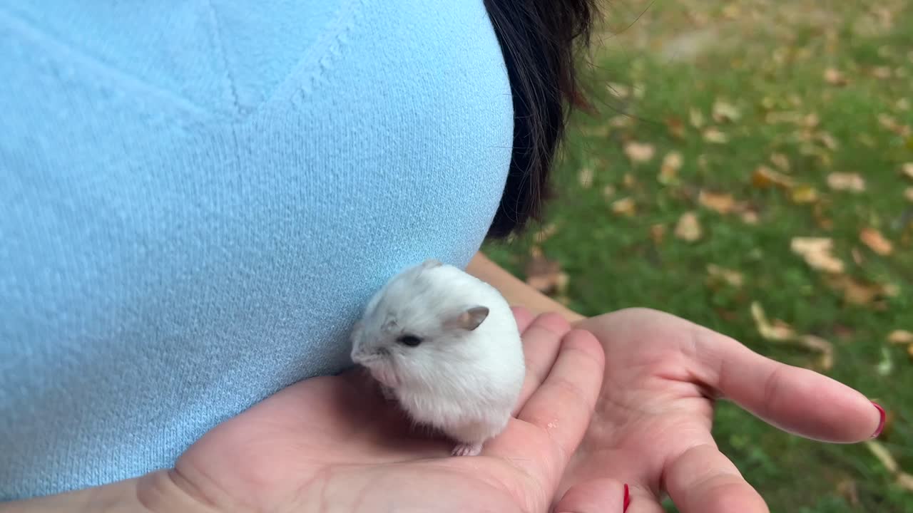 밝은 회색의 햄스터를 들고 있는 사람