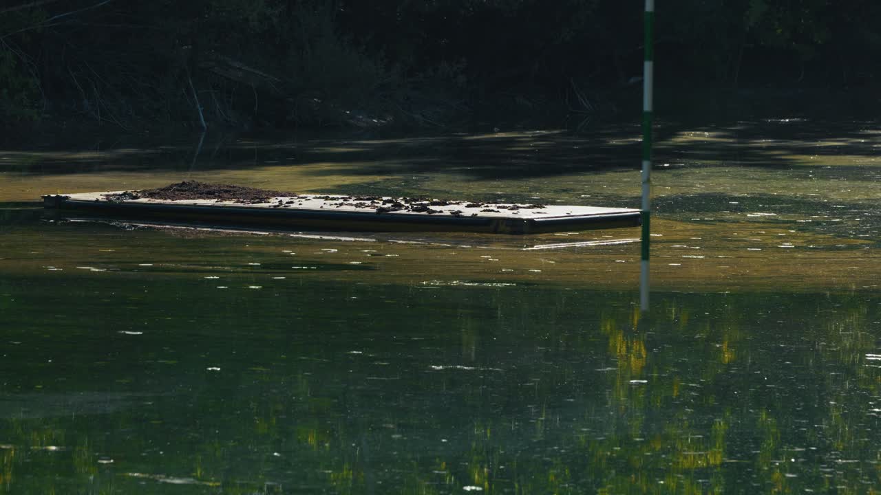 A small floating platform covered in fallen leaves drifts on still water surrounded by reflections of trees and subtle algae, captured in soft afternoon light