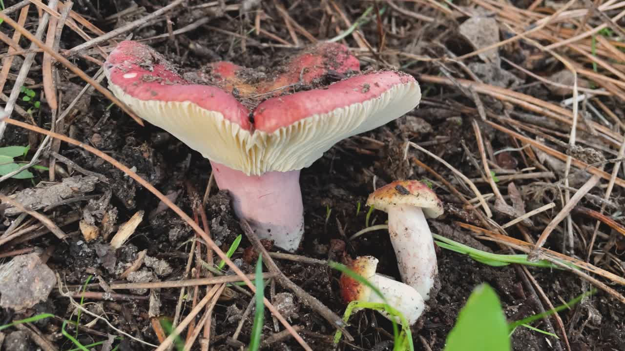 Slow motion macro footage of a beautiful Russula mushroom with a pink cap and stem, showing creamy white gills.Two small developing specimens are visible at its base with soil on the cap from emerging