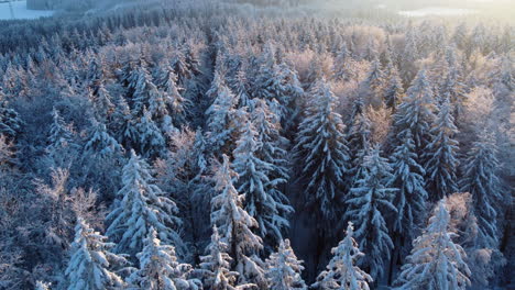 Pinos-Nevados-En-El-Bosque-Bois-Du-Jorat-Durante-El-Invierno-Cerca-De-La-Ciudad-De-Lausana,-Vaud,-Suiza