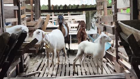 goats and sheep in a barn