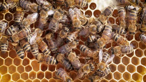 Honey Bees working on honeycomb close-up shot. Bees are best known to humans for their ecological roles as pollinators