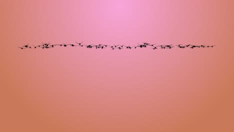 beautiful flock of birds flying in the blue sky flying birds in the sky loop bacground animals