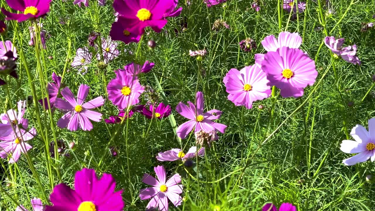 A close-up view of pink and purple cosmos flowers basking in sunlight, surrounded by lush greenery.