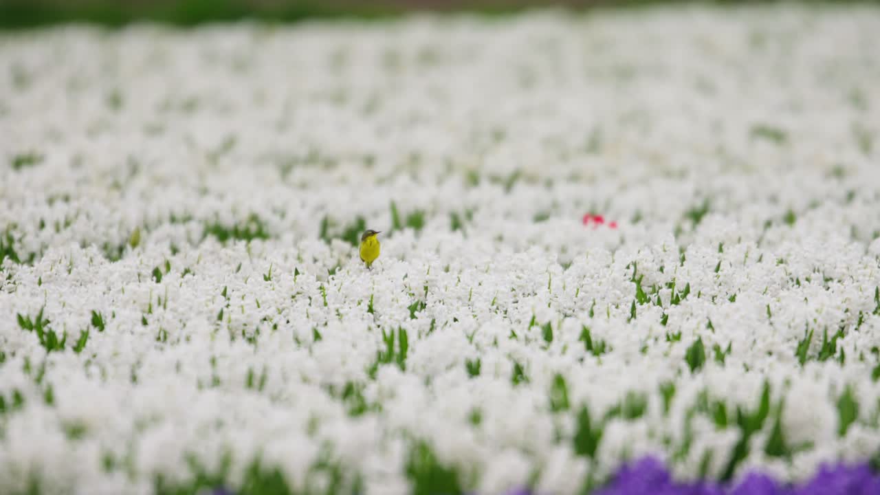 꽃 가운데 있는 노란 새
