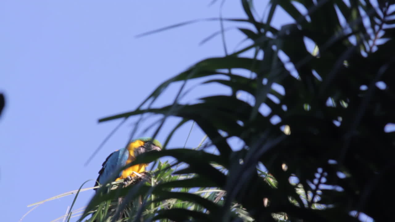 el loro macaw azul y amarillo soplando en el viento en la hoja de la palma