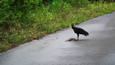 black vulture eating an animal that was killed by a car accident