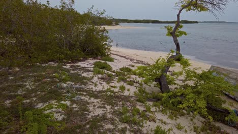 first-person view walking between trees on corbanitos beach towards sea, sabana buey in dominican republic