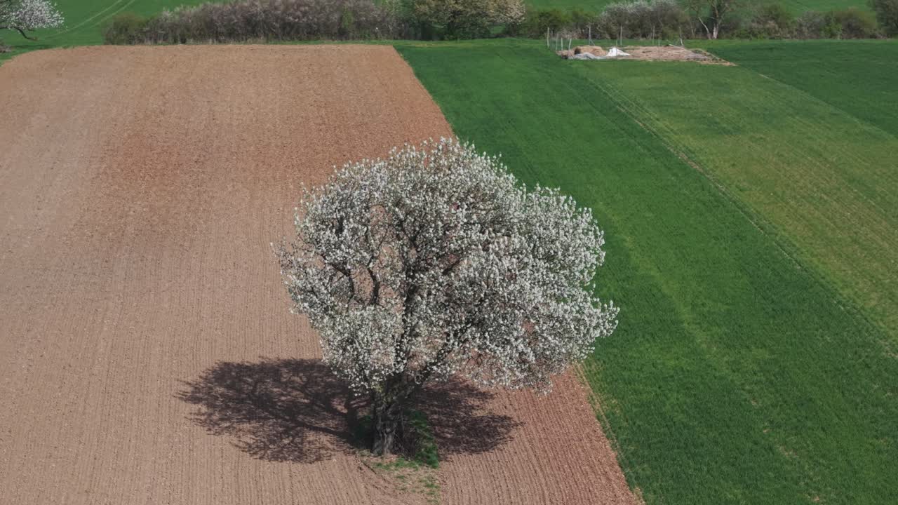 Una vista aerea di un albero solitario in piena fioritura che si erge tra terreni agricoli coltivati e campi verdi lussureggianti
