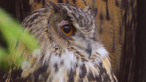 el búho águila eurasiático (bubo bubo) en primer plano.