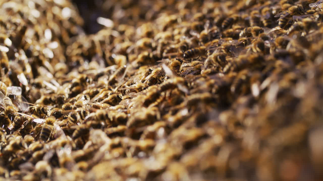 primer plano de las abejas en la colmena