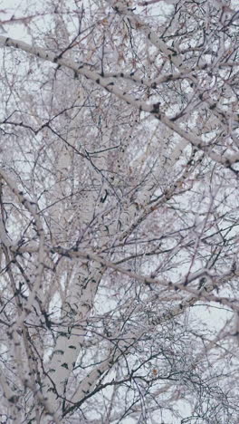 fantastic birch grove tree long gentle branches covered with last snow on early spring morning close low angle shot