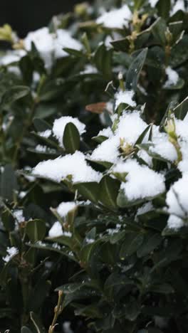 Frozen-branches