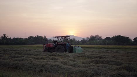 Farmer working in rice paddy field at sunset