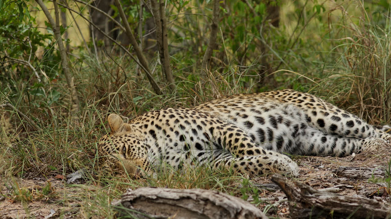 Leopard Sleeping in the Grass