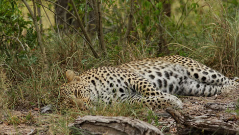 leopard sleeping in the grass