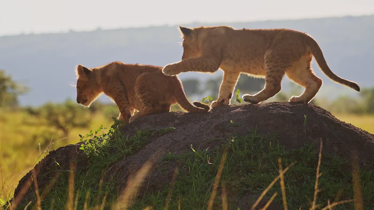 leuke leeuwenkinderen spelen in afrika, twee jonge grappige schattige baby dieren, leeuwen in masai mara, kenia, spelen vechten en klimmen op termietenheuvel op afrikaanse wildlife safari in masai mara