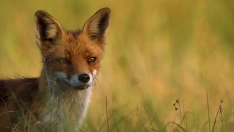 close-up profile shot of alert red fox in grassland at golden hour